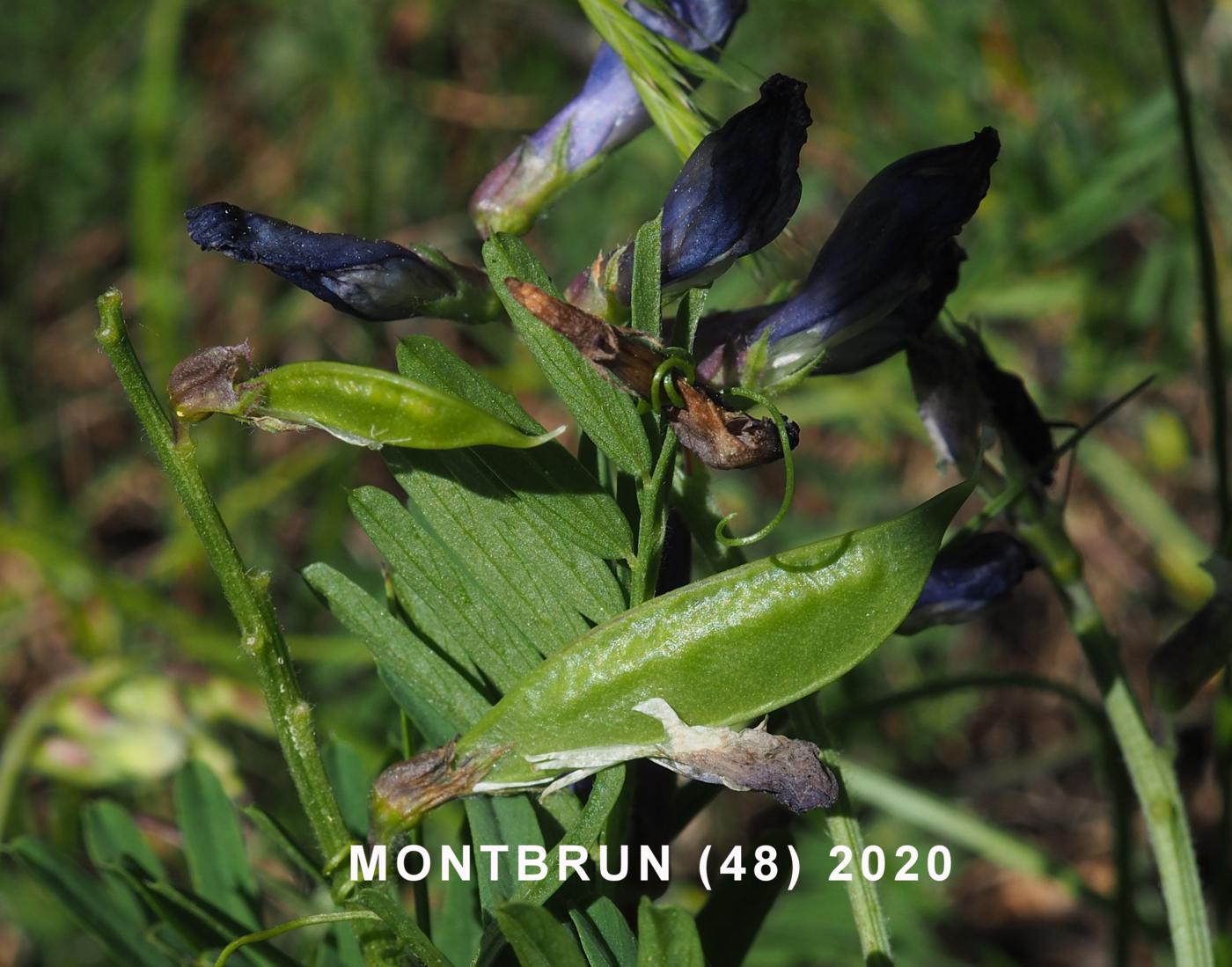 False Sainfoin fruit